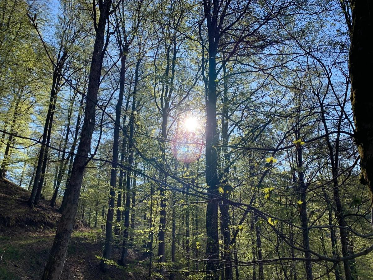 Forest View Apartments In Winterberg Sauerland Medebach Exteriör bild